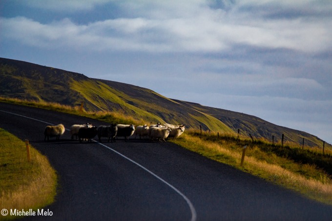 ovelhas-cruzando-a-estrada-1-de-1